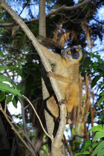 Common brown lemur (Eulemur fulvus mayottensis)