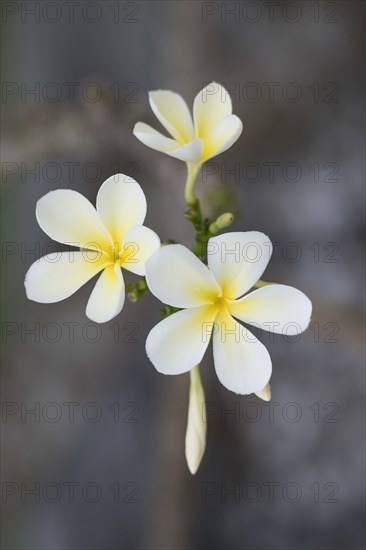 Frangipani flowers (Plumeria)