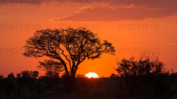 Umbrella thorn acacia (umbrella acacia tortilis) at sunset