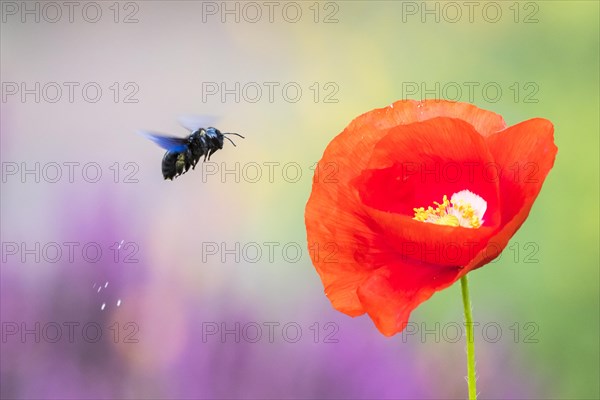 Violet carpenter bee (Xylocopa violacea) flies to Corn poppy (Papaver rhoeas)