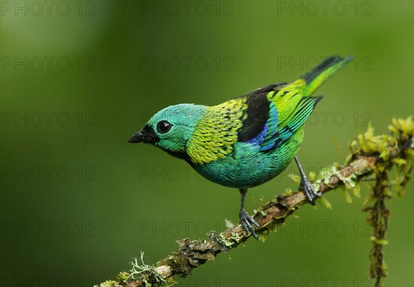 Three-coloured Tanager (Tangara seledon) sits on a branch