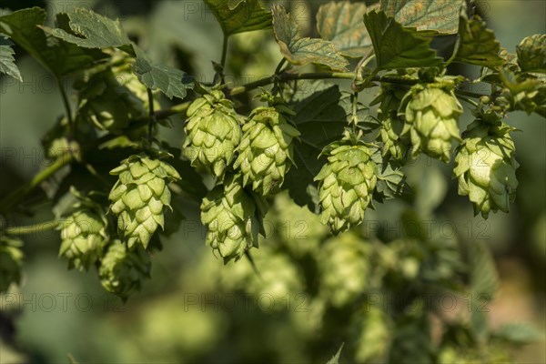 Mature Common hop umbels (Humulus lupulus)