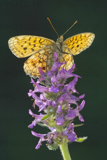 Lesser Marbled Fritillary (Brenthis ino)