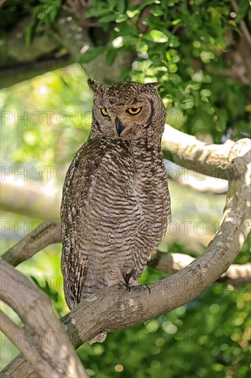 Spotted Eagle-owl (Bubo africanus)