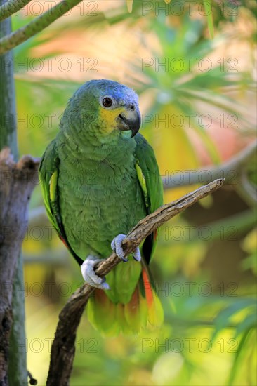 Orange-winged Amazon (Amazona amazonica)