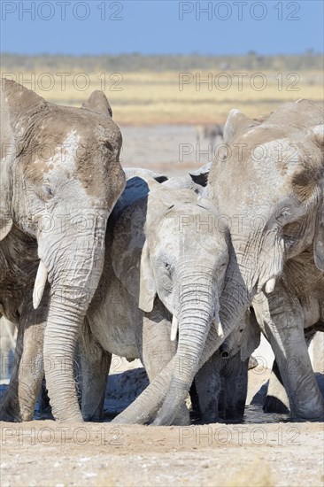 African Elephants (Loxodonta africana)