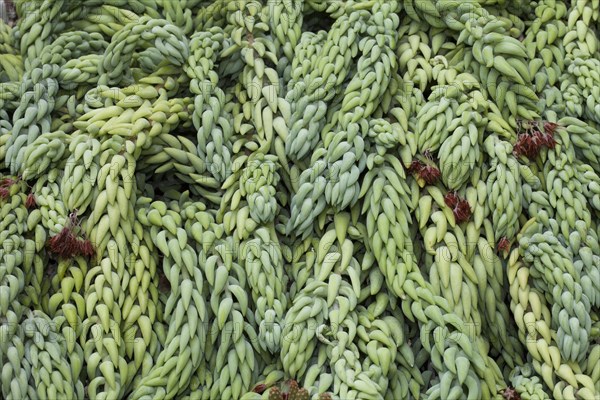 Burro's Tail or Donkey Tail (Sedum morganianum)