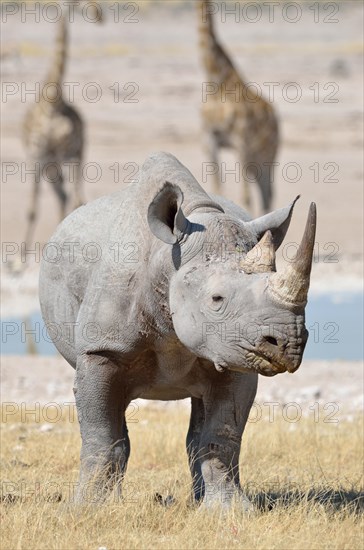 Black Rhinoceros (Diceros bicornis)