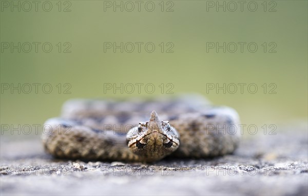 Horned Viper (Vipera ammodytes)