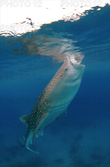 Whale Shark (Rhincodon typus)