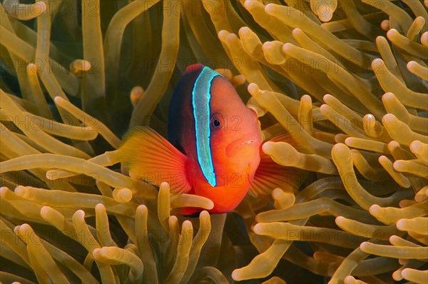 Cinnamon Clownfish or Fire Clownfish (Amphiprion melanopus)