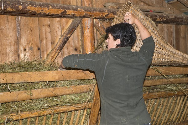 Young farmer filling hay in a manger