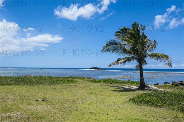 Solitary Palm tree