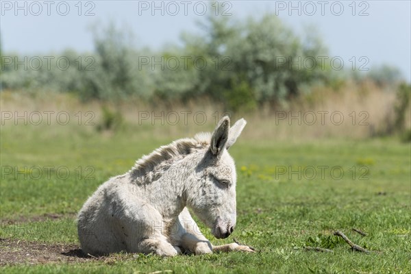 Austria-Hungarian white donkey or Baroque Donkey (Equus asinus asinus) on pasture