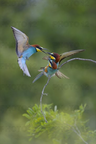 European Bee-eaters (Merops apiaster)