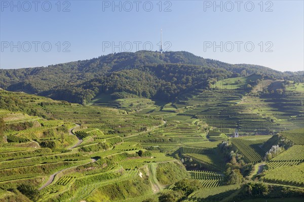 Vineyards