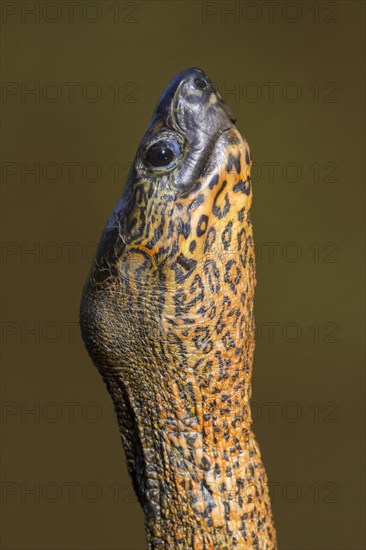 Black River Turtle (Rhinoclemmys funerea)