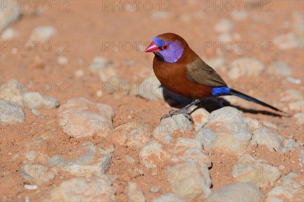 Violet-eared Waxbill (Uraeginthus granatina)