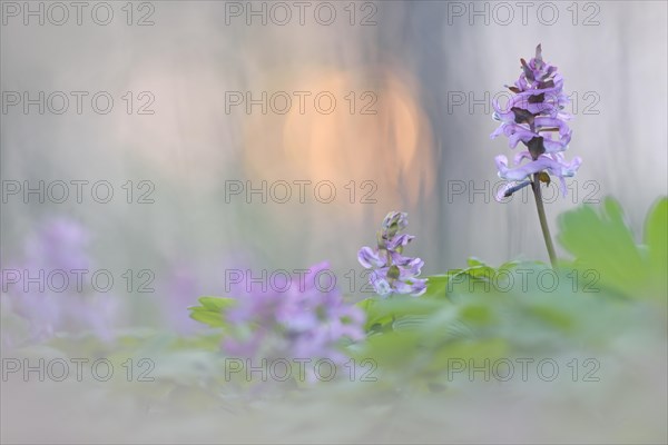 Hollowroot (Corydalis cava)