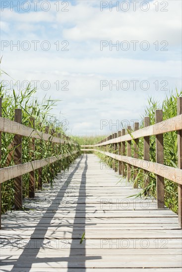 Wooden boardwalk surrounded by reed in summertime