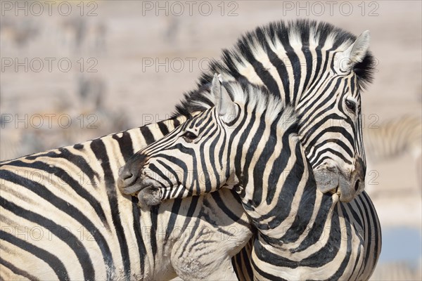 Two Burchell's Zebras (Equus burchelli)