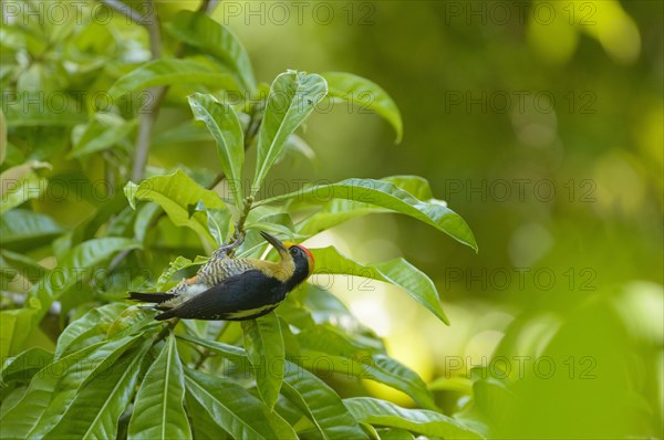 Golden-naped Woodpecker (Melanerpes chrysauchen) clinging to a plant removing leaves