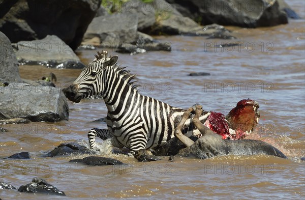 Plains Zebra (Equus guagga)