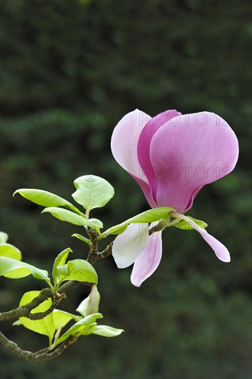 Blossom of the tulip magnolia (Magnolia x soulangeana)