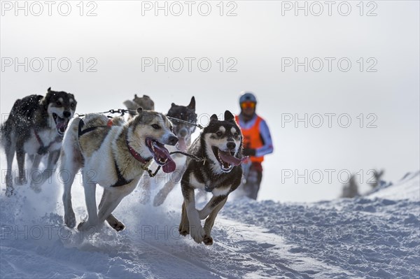 Sled dog racing