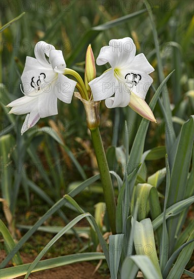 Crinum Lilies (Crinum abyssinicum)