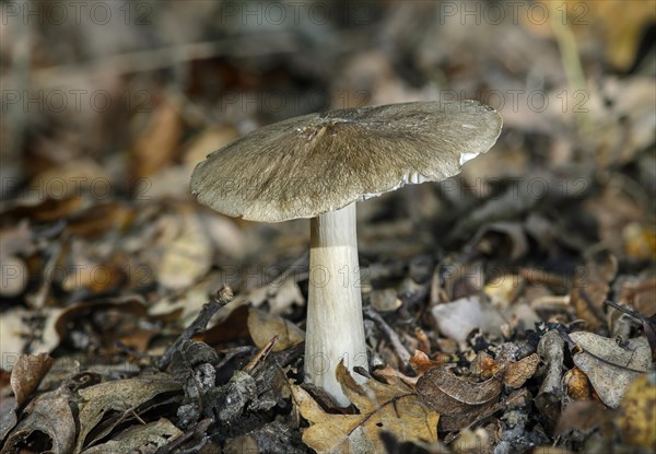 Pluteus podospileus (Pluteus podospileus)