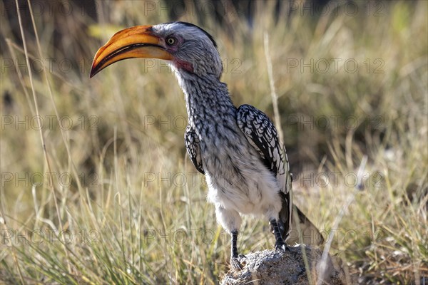 Southern yellow-billed hornbill (Tockus leucomelas)