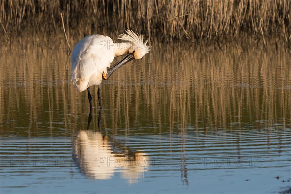 Spoonbill (Platalea leucorodia) preening