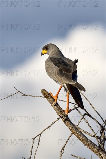 Eastern Chanting Goshawk (Melierax poliopterus)