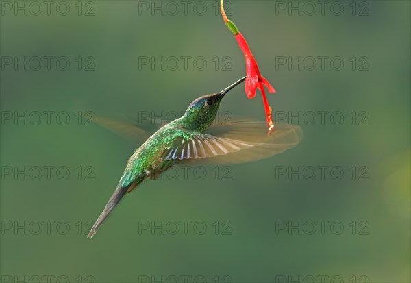 Violet-capped woodnymph (Thalurania glaucopis) drinking at a flower