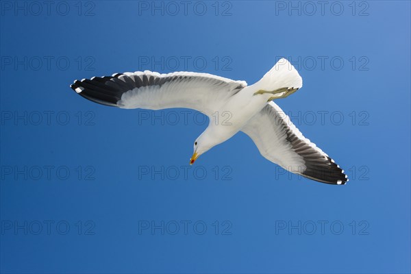 Kelp Gull (Larus dominicanus)