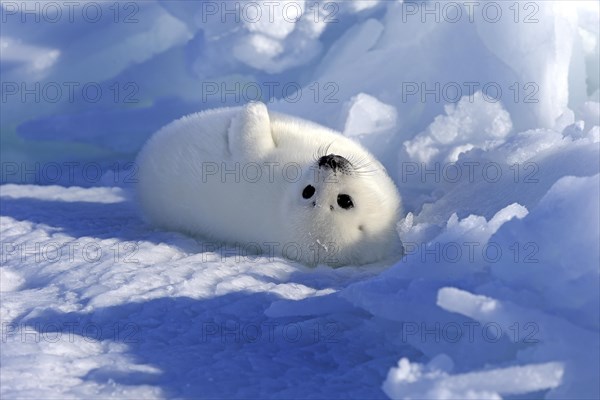 Harp Seal or Saddleback Seal (Pagophilus groenlandicus