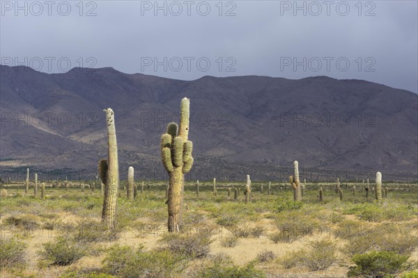 Plateau with Echinopsis atacamensis cacti