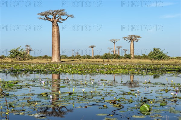 Baobab trees (Adansonia grandidieri) reflecting in the water