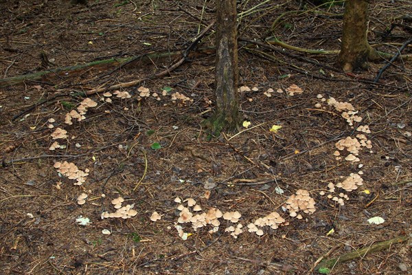 Collybia confluens mushrooms form a so-called fairy ring