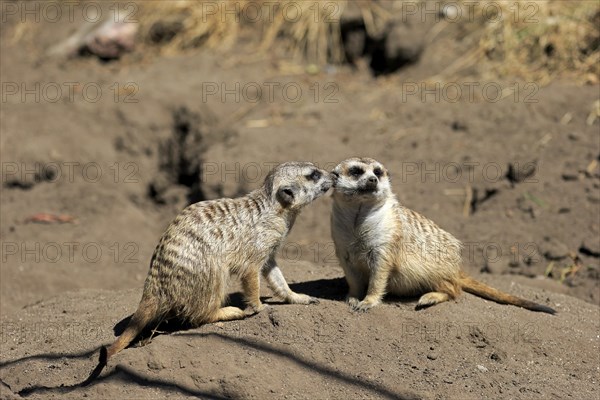 Meerkats (Suricata suricatta)