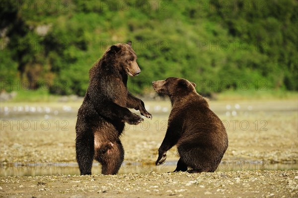 Two Brown Bears (Ursus arctos) play-fighting with each other