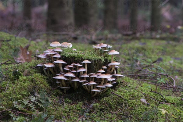 Sulphur Tufts (Hypholoma fasciculare)