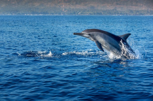 Indo-pacific Bottlenose Dolphin (Tursiops aduncus)