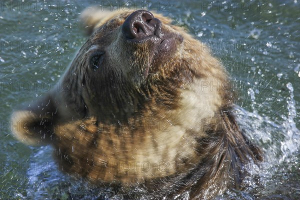 Brown bear (Ursus arctos)