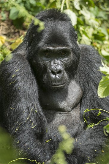 Mountain Gorilla (Gorilla beringei beringei)