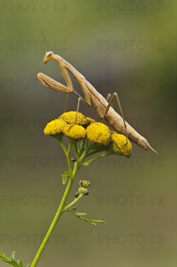 Praying mantis (Mantis religiosa)