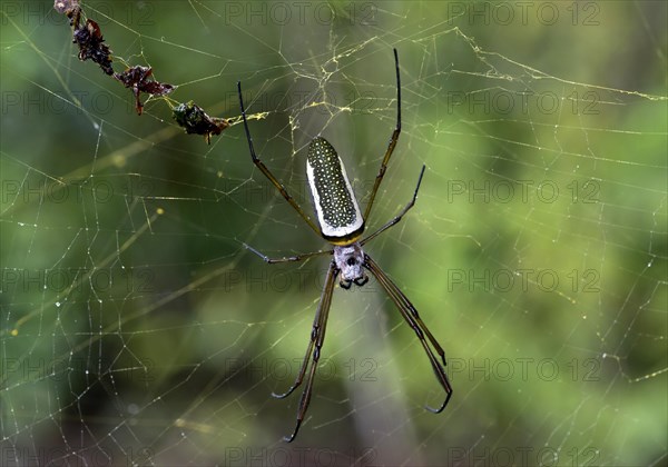 Golden Silk Orbweaver (Nephila clavipes)