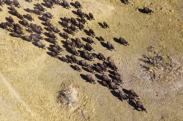 Cape Buffaloes (Syncerus caffer caffer)