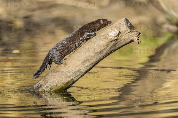 American mink (Neovison vison)